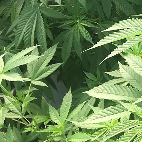 thumbnail for publication: Is a viable hemp industry in Florida’s future?